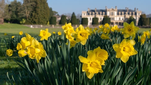 View of the house through daffodils at Dyffryn Gardens near Cardiff in South Wales